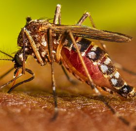 धनगढीमा डेंगु संक्रमणबाट बालिकाको मृत्यु