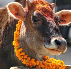 आज गाई पूजा