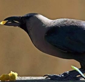 आज काग तिहार,सूचनाको संवाहक कागलाई पूजा गरेर मनाइँदै
