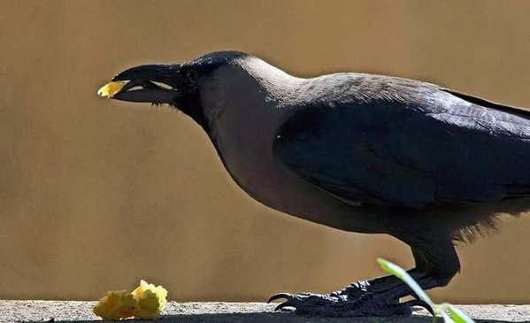 आज काग तिहार,सूचनाको संवाहक कागलाई पूजा गरेर मनाइँदै