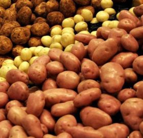 आलु बजारीकरणको जिम्मेवारी लिँदै ‘रामपुर नगरपालिका’