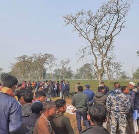 झापाको चिया बगानमा युवा युवती मृत फेला