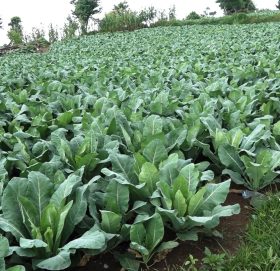 लालबन्दीबाट एक अर्बको तरकारी निकासी