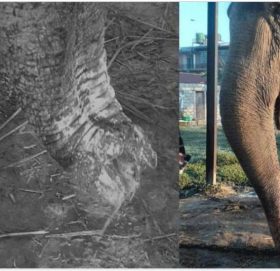 अज्ञात समूहले चन्चलकली हात्तीको छ इन्च सुँड काट्याे