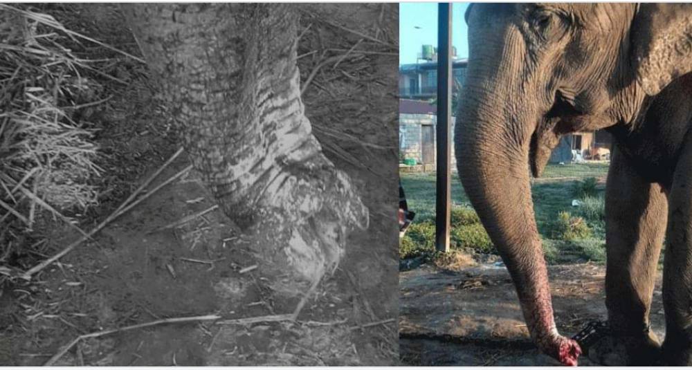 अज्ञात समूहले चन्चलकली हात्तीको छ इन्च सुँड काट्याे