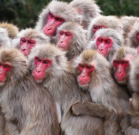 श्रीलङ्काले चीनलाई एक लाख बाँदर बेच्ने