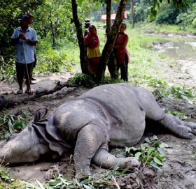 दुई दिनमा दुई गैँडा मृत भेटिए