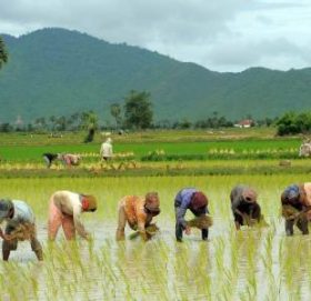 आज असार १५, राष्ट्रिय धान दिवस मनाइँदै