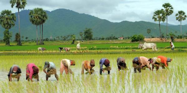 आज असार १५, राष्ट्रिय धान दिवस मनाइँदै