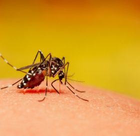 आज देशैभर लामखुट्टेको प्रजननस्थल नष्ट गर्ने अभियान सञ्चालन गर्दै सरकार