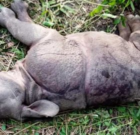 चितवन राष्ट्रिय निकुञ्जमा मृत भेटियो गैँडा