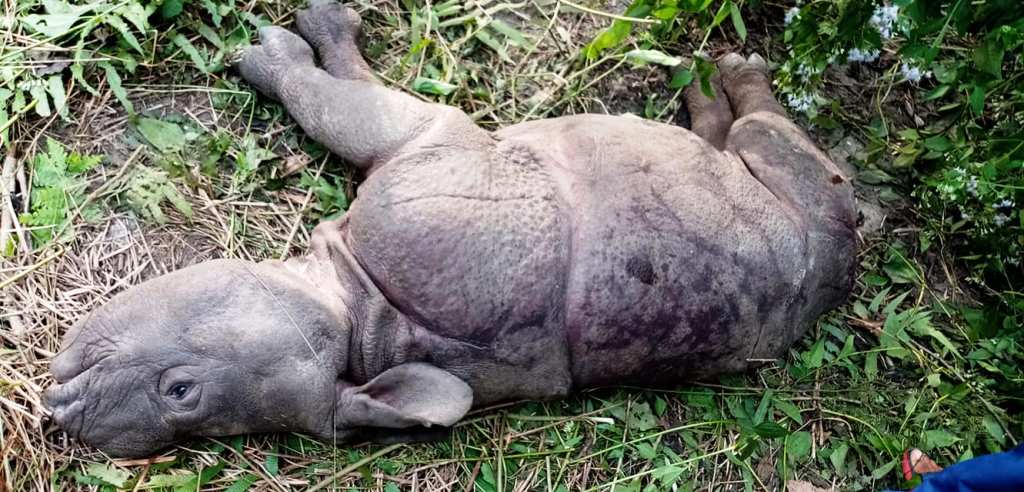 चितवन राष्ट्रिय निकुञ्जमा मृत भेटियो गैँडा