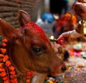 यमपञ्चकको तेस्रो दिन, आज गाई तिहार मनाइँदै