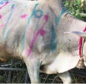 आज यमपञ्चकको चौथो दिन, गोवर्द्धन पूजा गरिदैं