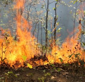 ललितपुरस्थित तपेश्वर वनमा लागेको डढेलो निभाउने क्रममा एक जनाको मृत्यु, एक जना घाइते