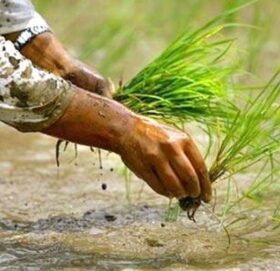 असार १५ : आज राष्ट्रिय धान दिवस, राेपाइँ ९.८ प्रतिशत मात्रै