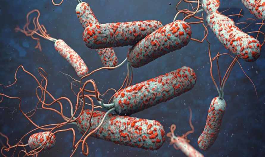 ललितपुर र कैलालीमा १० जनामा हैजा संक्रमण पुष्टि