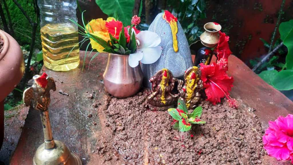 आज हरिशयनी एकादशी, तुलसीको बिरुवा सारिँदै