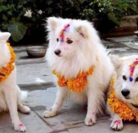 आज कुकुर तिहार पर्व मनाइँदै, यस्तो छ कुकुरको महिमा