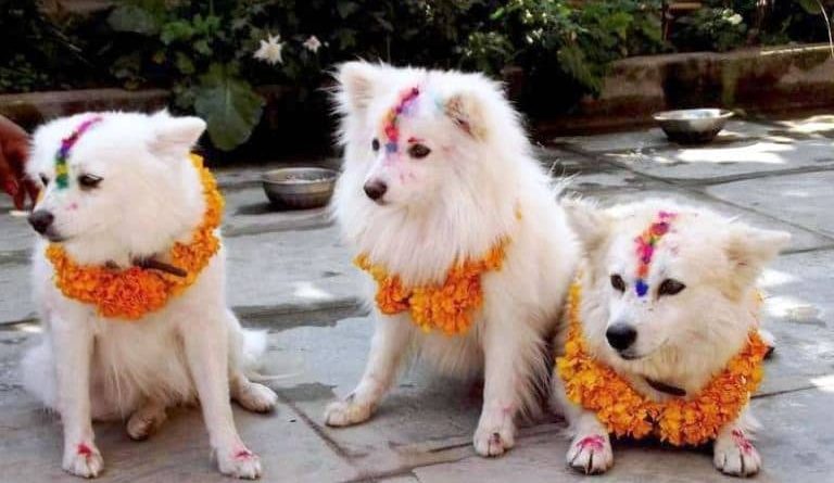 आज कुकुर तिहार पर्व मनाइँदै, यस्तो छ कुकुरको महिमा