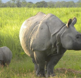 गैंडाको आक्रमणबाट मकवानपुरमा एक महिला घाइते