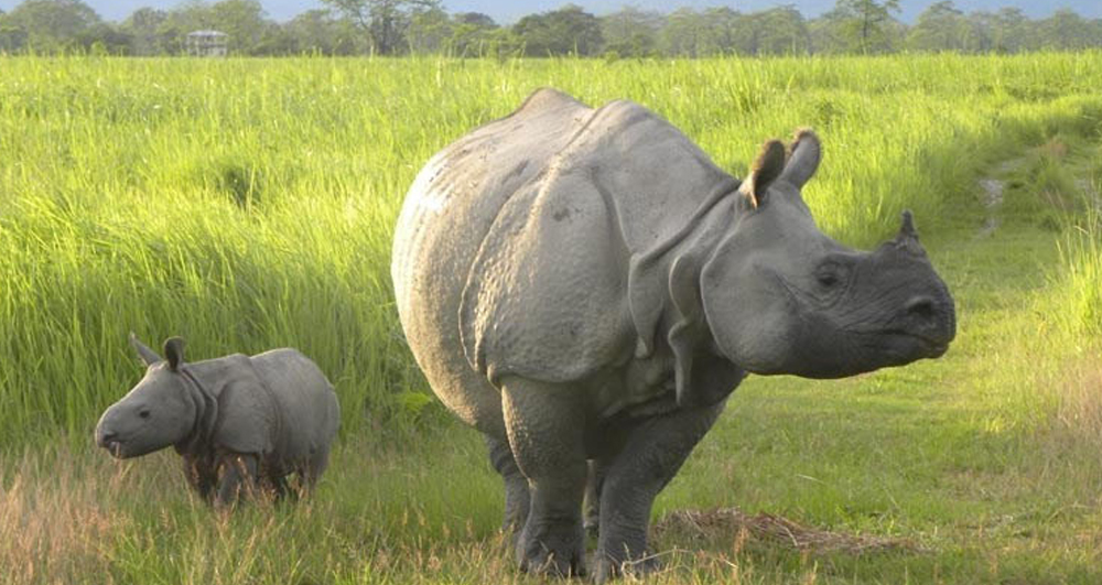 गैंडाको आक्रमणबाट मकवानपुरमा एक महिला घाइते