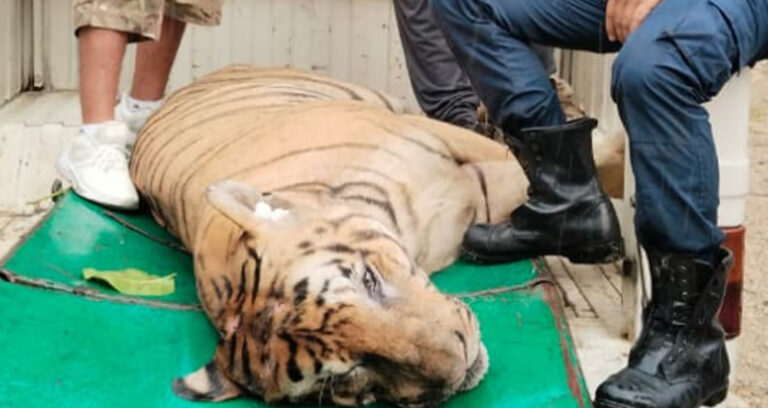 ‘डार्ट’ हानेर नरभक्षी बाघलाई लिइयो नियन्त्रणमा