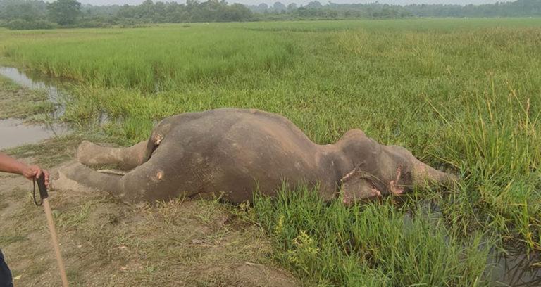 झापामा वयस्क जङ्गली हात्ती मृत फेला