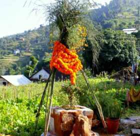 हरिबोधिनी एकादशी आज, तुलसीको विवाह गरिँदै