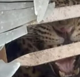 तारकेश्वरमा दिउँसै घरभित्र पस्यो चितुवा, दुई जना घाइते