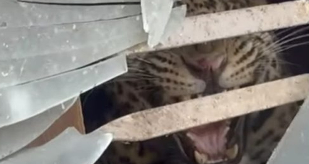 तारकेश्वरमा दिउँसै घरभित्र पस्यो चितुवा, दुई जना घाइते