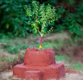 आज हरिशयनी एकादशीः तुलसीको बिरुवा सारिँदै