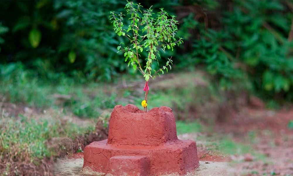 आज हरिशयनी एकादशीः तुलसीको बिरुवा सारिँदै