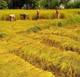 मंगलबारसम्म धानबाली भित्र्याइसक्न मौसम विज्ञको सुझाव