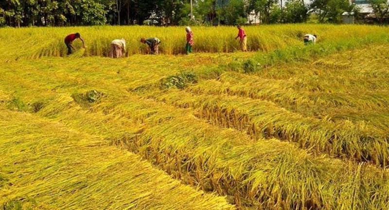 मंगलबारसम्म धानबाली भित्र्याइसक्न मौसम विज्ञको सुझाव